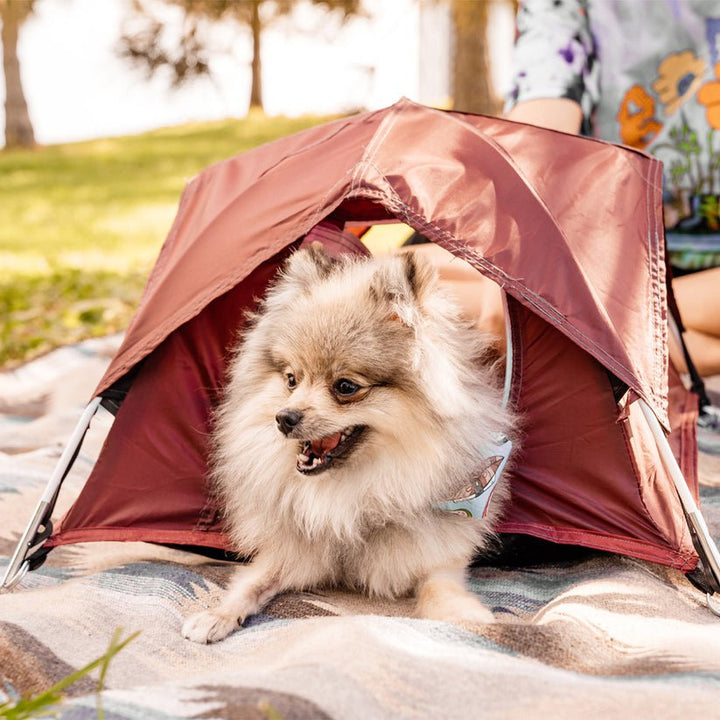 Tiny Tent - Quest Outdoors