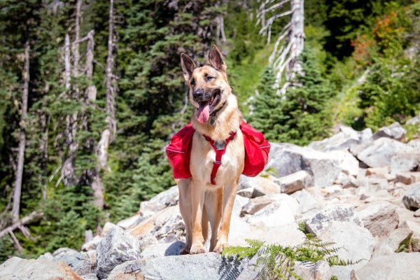 Camping and Hiking-Dog Gear