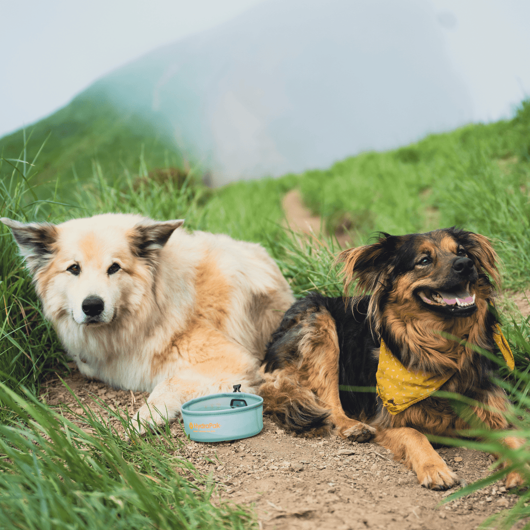 HydraPak Rover Dog Bowl - Quest Outdoors