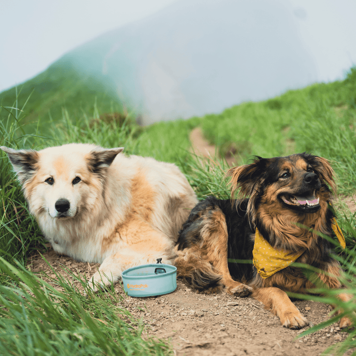 HydraPak Rover Dog Bowl - Quest Outdoors