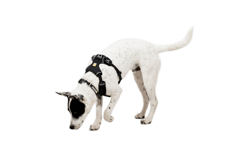 Ruffwear Front Range Flex Harness - Quest Outdoors