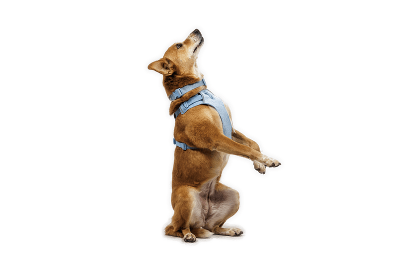 Ruffwear Front Range Flex Harness - Quest Outdoors