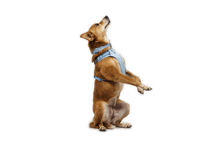Ruffwear Front Range Flex Harness - Quest Outdoors