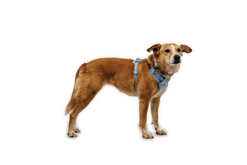 Ruffwear Front Range Flex Harness - Quest Outdoors