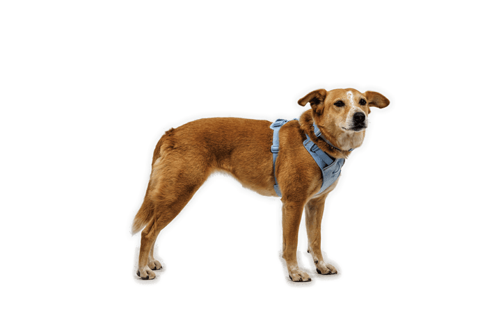 Ruffwear Front Range Flex Harness - Quest Outdoors