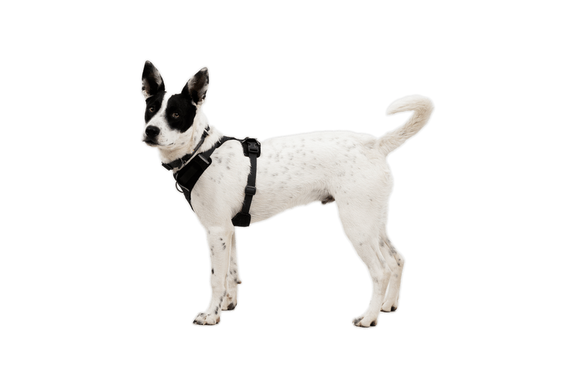 Ruffwear Front Range Flex Harness - Quest Outdoors