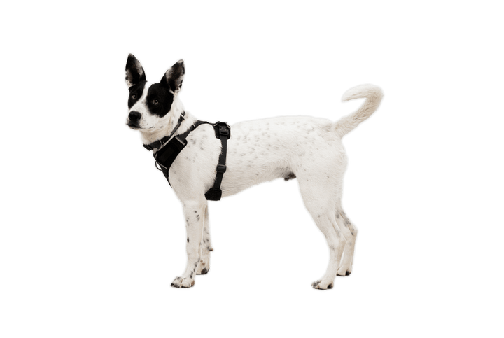 Ruffwear Front Range Flex Harness - Quest Outdoors