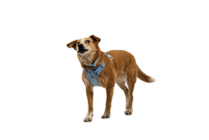 Ruffwear Front Range Flex Harness - Quest Outdoors