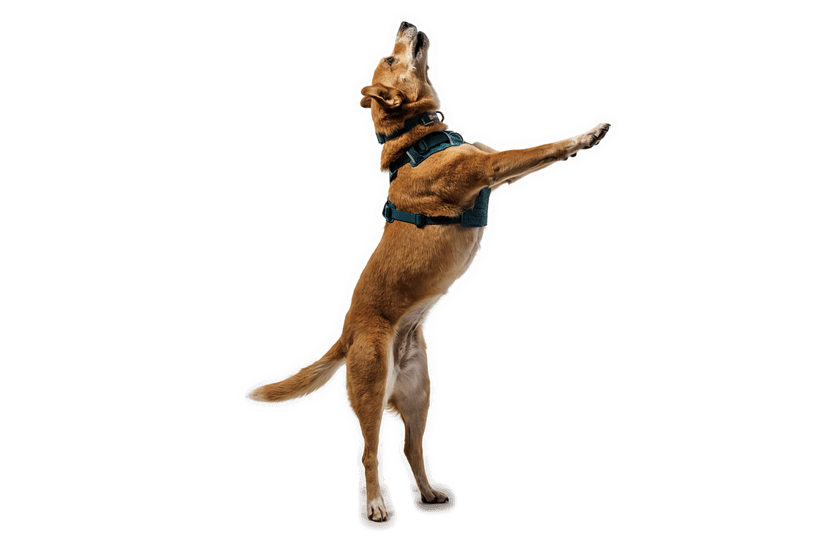 Ruffwear Front Range Flex Harness - Quest Outdoors