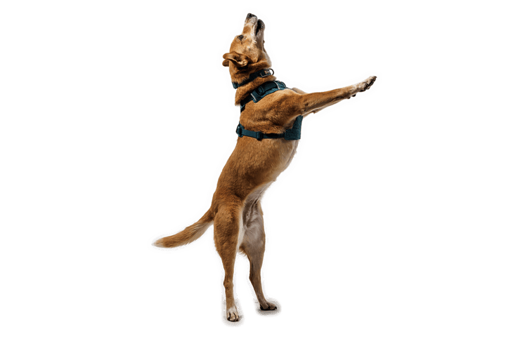 Ruffwear Front Range Flex Harness - Quest Outdoors