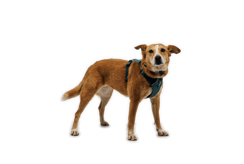 Ruffwear Front Range Flex Harness - Quest Outdoors