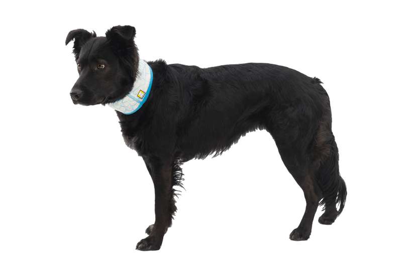 Ruffwear Swamp Cooler™ Neck Gaiter - Quest Outdoors