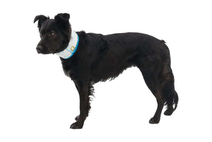 Ruffwear Swamp Cooler™ Neck Gaiter - Quest Outdoors