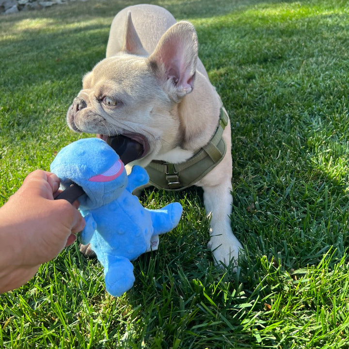 Territory Chew Bone & Blue Plush Dino 2 - in - 1 Toy - Quest Outdoors